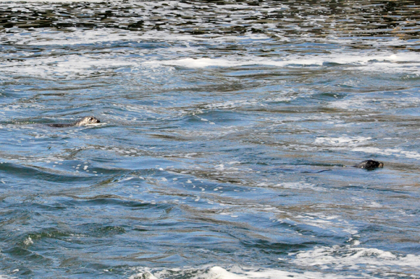 seals in the water 
